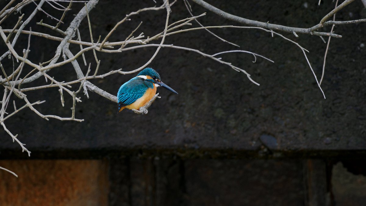 曇りの鳥撮って色々難しいです 35mm換算840mm+クロップ OM-1 markII M