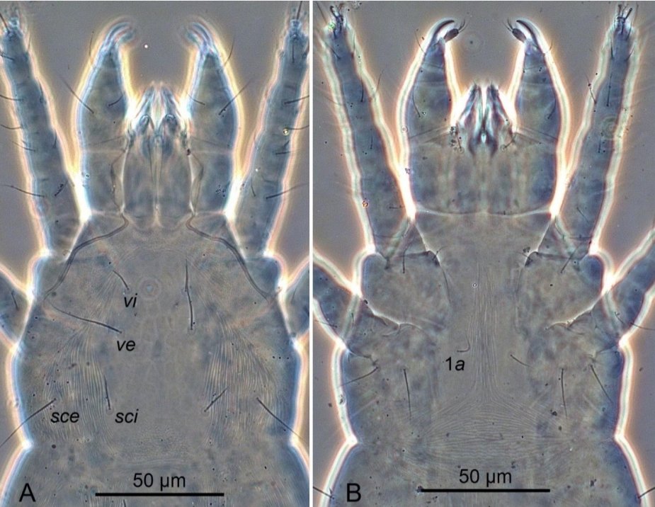 acarological_s's tweet photo. Species of the genus Stigmaeus (Acariformes: Stigmaeidae) from the Karasu Valley (Türkiye): morphological examination and a taxonomic argument
https://t.co/dlxOaXbvgV
#acari #mite #arachnida #acarology #stigmaeidae https://t.co/X03BJ9BNye