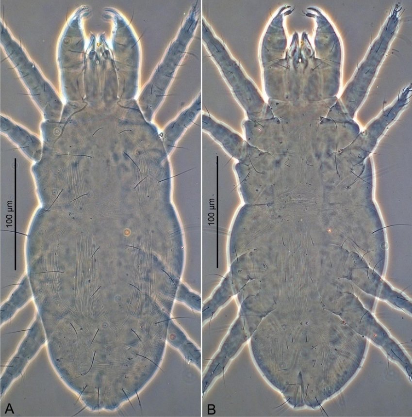 acarological_s's tweet photo. Species of the genus Stigmaeus (Acariformes: Stigmaeidae) from the Karasu Valley (Türkiye): morphological examination and a taxonomic argument
https://t.co/dlxOaXbvgV
#acari #mite #arachnida #acarology #stigmaeidae https://t.co/X03BJ9BNye