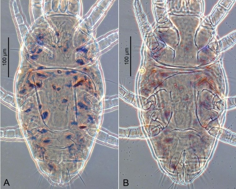 acarological_s's tweet photo. Species of the genus Stigmaeus (Acariformes: Stigmaeidae) from the Karasu Valley (Türkiye): morphological examination and a taxonomic argument
https://t.co/dlxOaXbvgV
#acari #mite #arachnida #acarology #stigmaeidae https://t.co/X03BJ9BNye