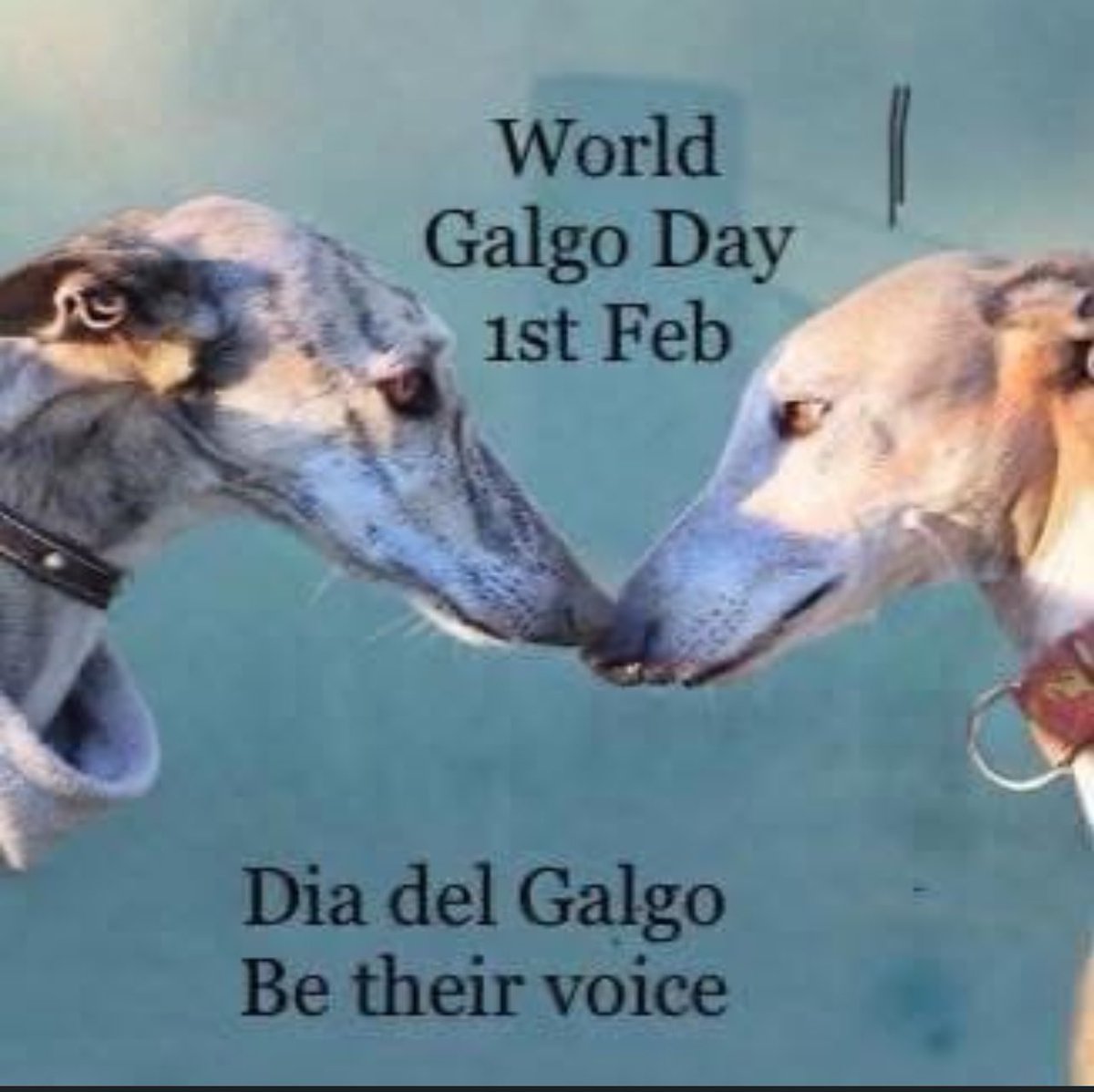 It’s the end of the hunting season in Spain. Thousands of Galgo’s will be abandoned, shot, hung from trees, thrown down wells and other horrendous acts of cruelty because they are no longer wanted. Spain, you should be ashamed. #Betheirvoice