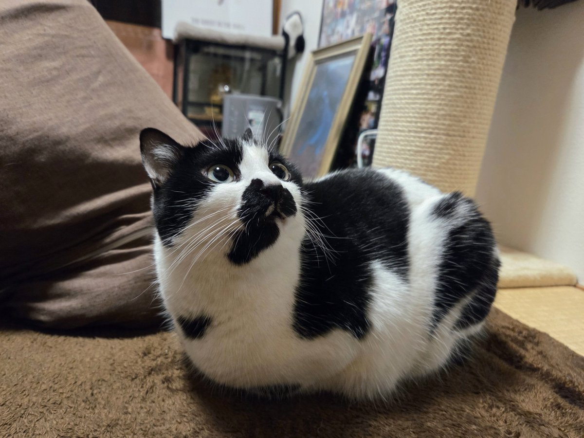 chimakiningen's tweet photo. 多元宇宙からやってきた牛 https://t.co/8oH1pG1OMb