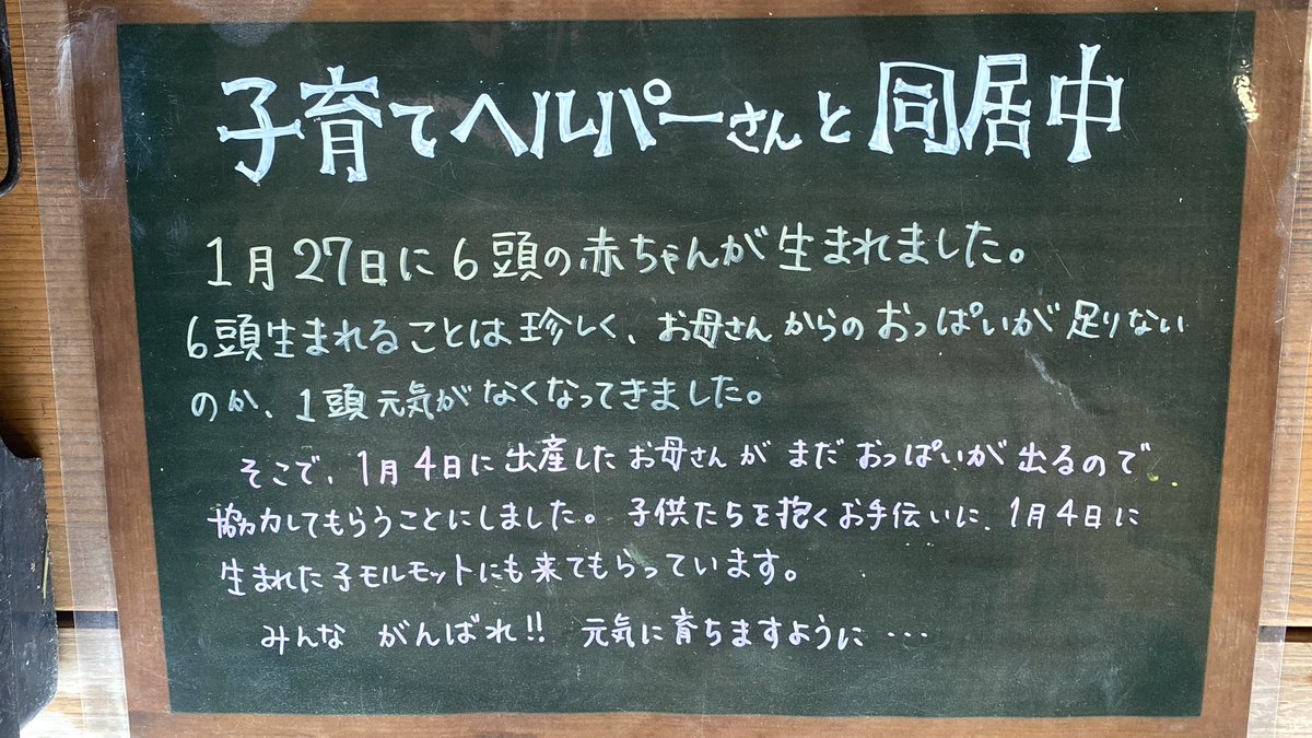 TOKUYAMA_ZOO's tweet photo. #モルモット が6頭生まれました。ですがお母さんのおっぱいは2つ。積極的ではない赤ちゃんが確認されたため、ヘルパーさんに参加してもらったり、お母さんとふたりきりの時間を作りおっぱいを飲んでもらっています。
人の手は赤ちゃんにストレスとなる可能性もあるため最小限にとどめます

#徳山動物園 https://t.co/INyWCY3K6x