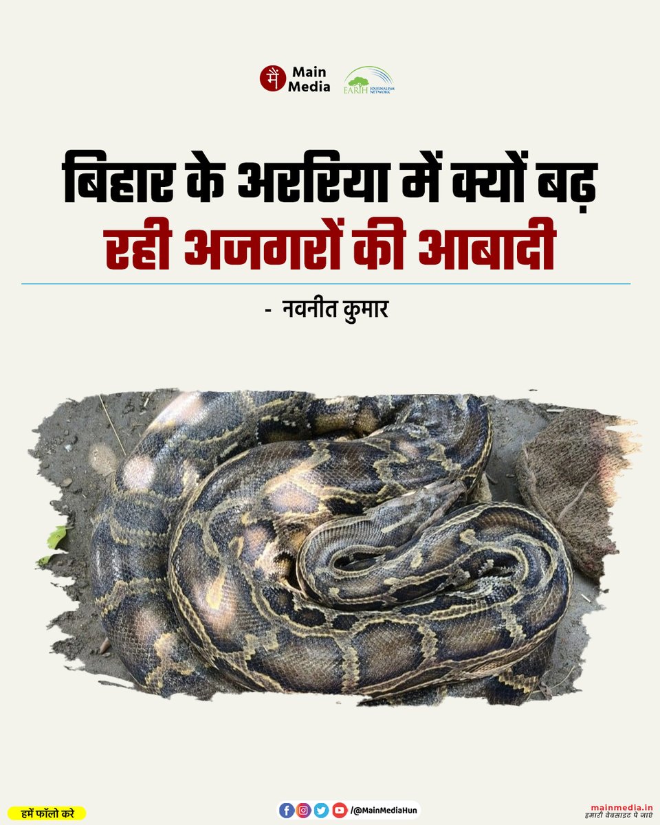 MainMediaHun's tweet photo. बिहार के अररिया में क्यों बढ़ रही अजगरों की आबादी

पिछले 20 वर्षों से रानीगंज वृक्ष वाटिका में काम कर रहे वनकर्मी रामजी पासवान बताते हैं कि इस क्षेत्र में पहले कभी अजगर नहीं देखा गया था। 2012 के आसपास अजगर मिलना शुरू हुआ था। उस वक़्त प्रखंड क्षेत्र के मिर्जापुर गांव में एक बरसाती गड्ढे में ठंड के समय ही पहली बार एक अजगर लोगों को दिखा था, जो करीब 9 फुट और 25 से 30 किलो वजन का रहा होगा। उसे रेस्क्यू करके लाया गया था। इसके बाद से अब तक अलग-अलग गांवों से 55 से 60 अजगर को रेस्क्यू किया गया।

@NavnitSinha3 reports from #Araria, Bihar: https://t.co/AaIU5NSU5m