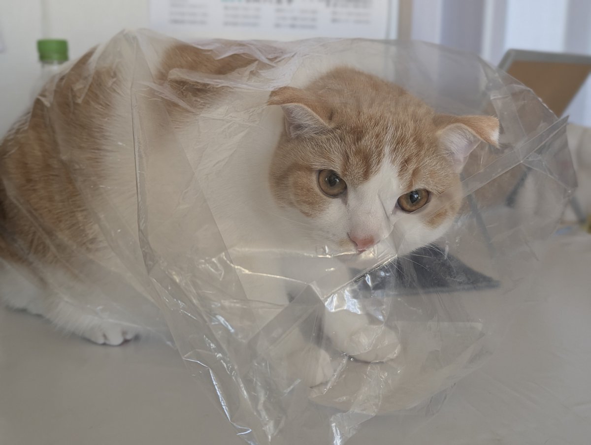 ともりん( ´ω`)つ🇯🇵 (@tomorin76) / Posts / X