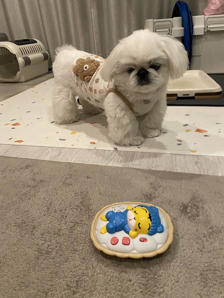 こはく (@kohaku220907) / Posts / X