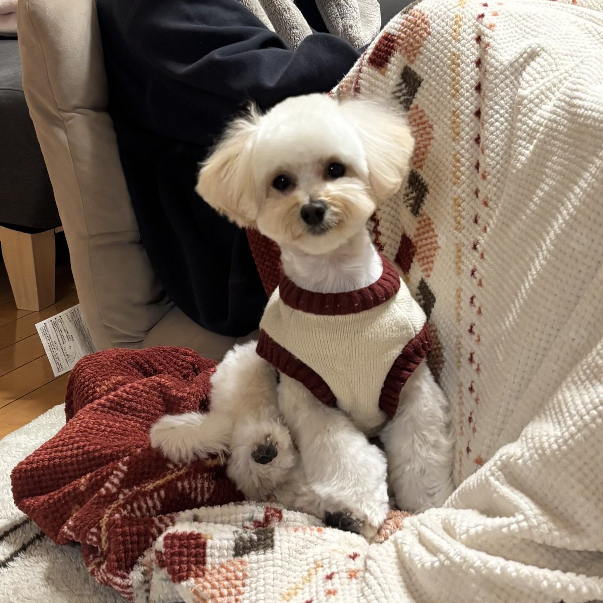 今日のメイちゃん🐶✨
トリミングに行ってきましたよ🐶💛

#犬のいる暮らし