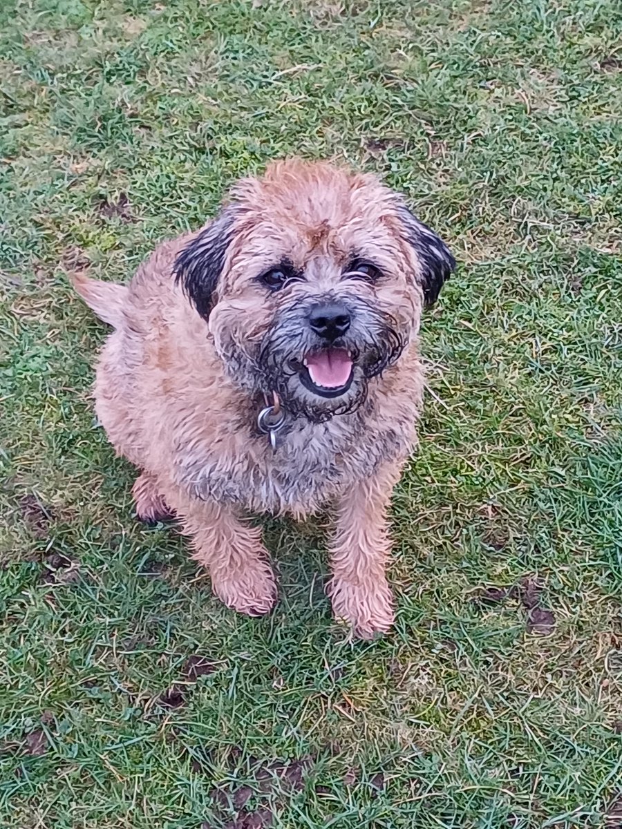 Just back from a mahoosive walk with the Sausage Dispenser. I broke a personal record and had 3 poos in 3 different parks. #ProudBT