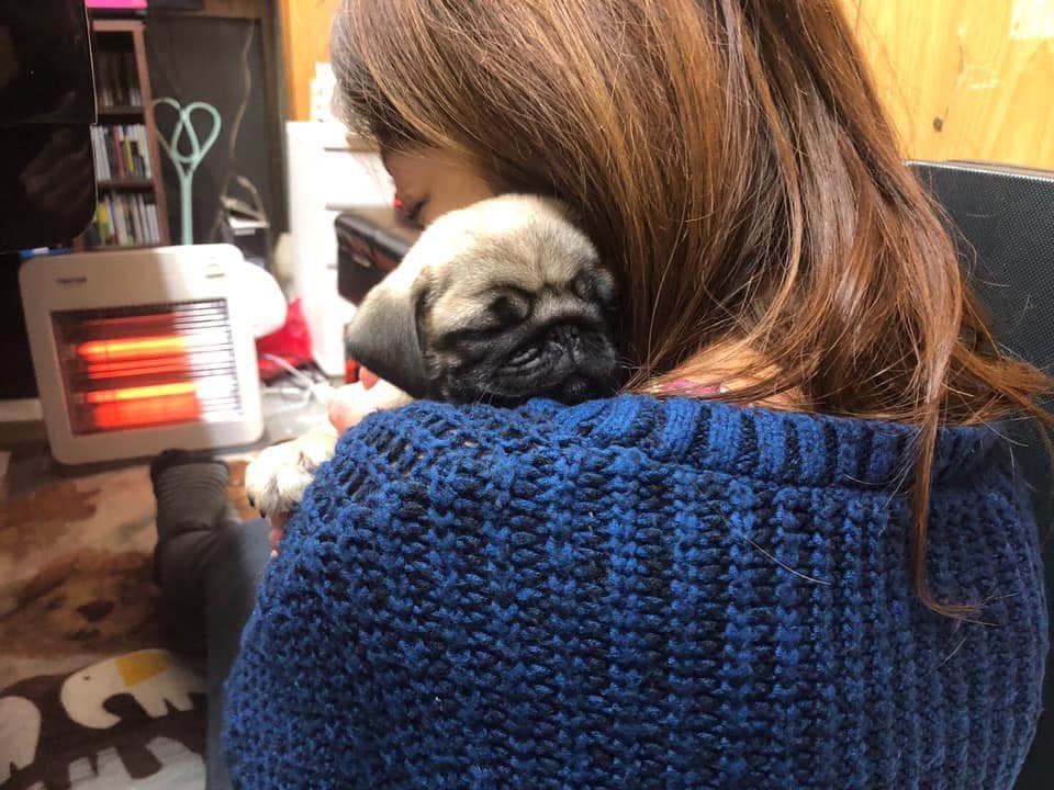 warashupbeily's tweet photo. 7年前の今日、チャコティーがやってきた！来てくれてありがとう♪(๑ᴖ◡ᴖ๑)♪ https://t.co/lXTjgKUCU5