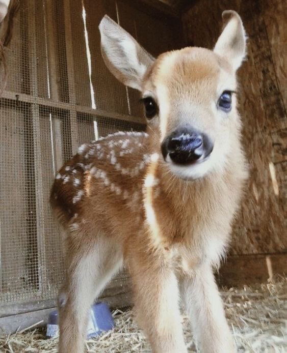 char ׅؗ 𑣿. SEEING MADISON + HARRY tweet media