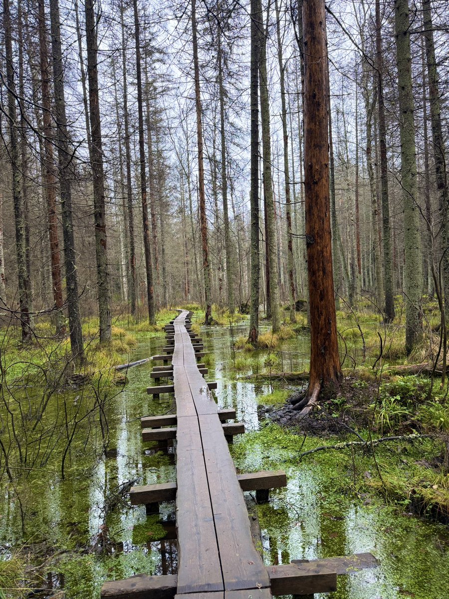 NGlers's tweet photo. @JohannaKukka Pitkospuu on aina hyvä https://t.co/chb739gZ1h