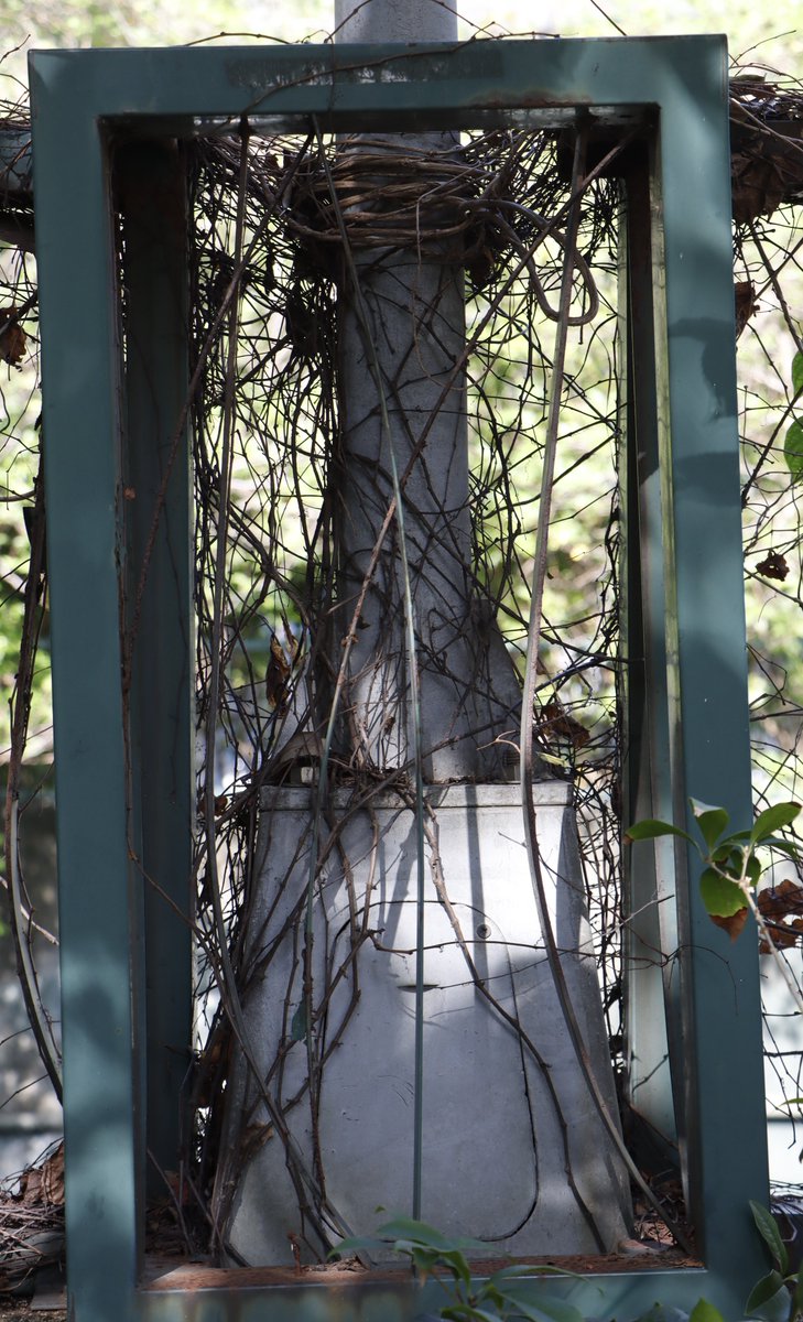 北極星🌟&風鈴草🍀 葉紫 tweet media