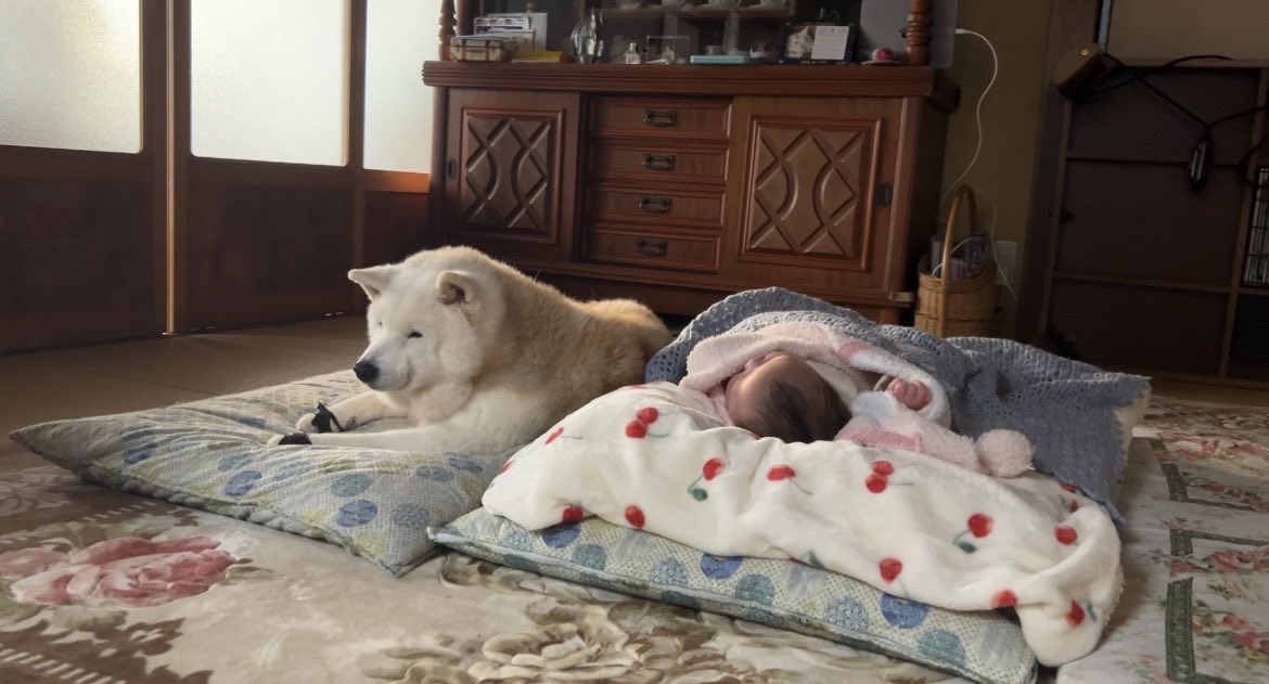 しばわんこ生活 (@toshi38410872) / Posts / X