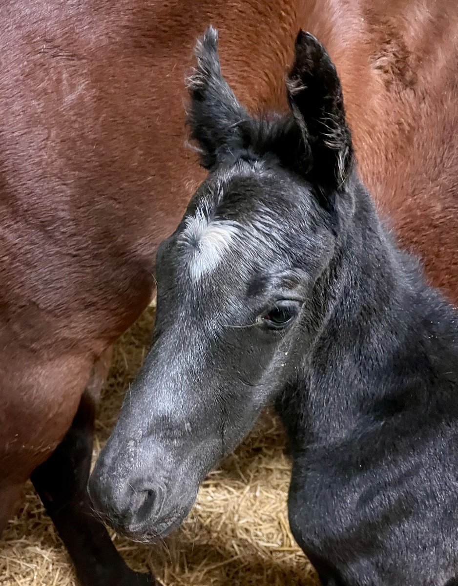 Doug Procter tweet media