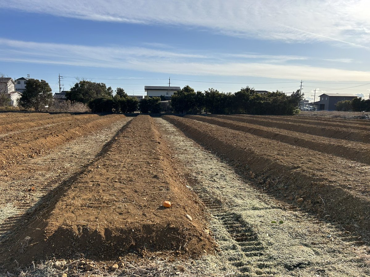 青島みかんの改植で　枝までは自分で作業を行って来ましたが
抜根からは　業者に依頼
やはり　大人数での作業と重機を使っての作業ですので早いです。
高畝は　前回の畝を利用しておりますが　しっかりと天地返しをして新たに　高畝を作って頂きました。
後は　土改良材を撒いて植え付けの準備です。