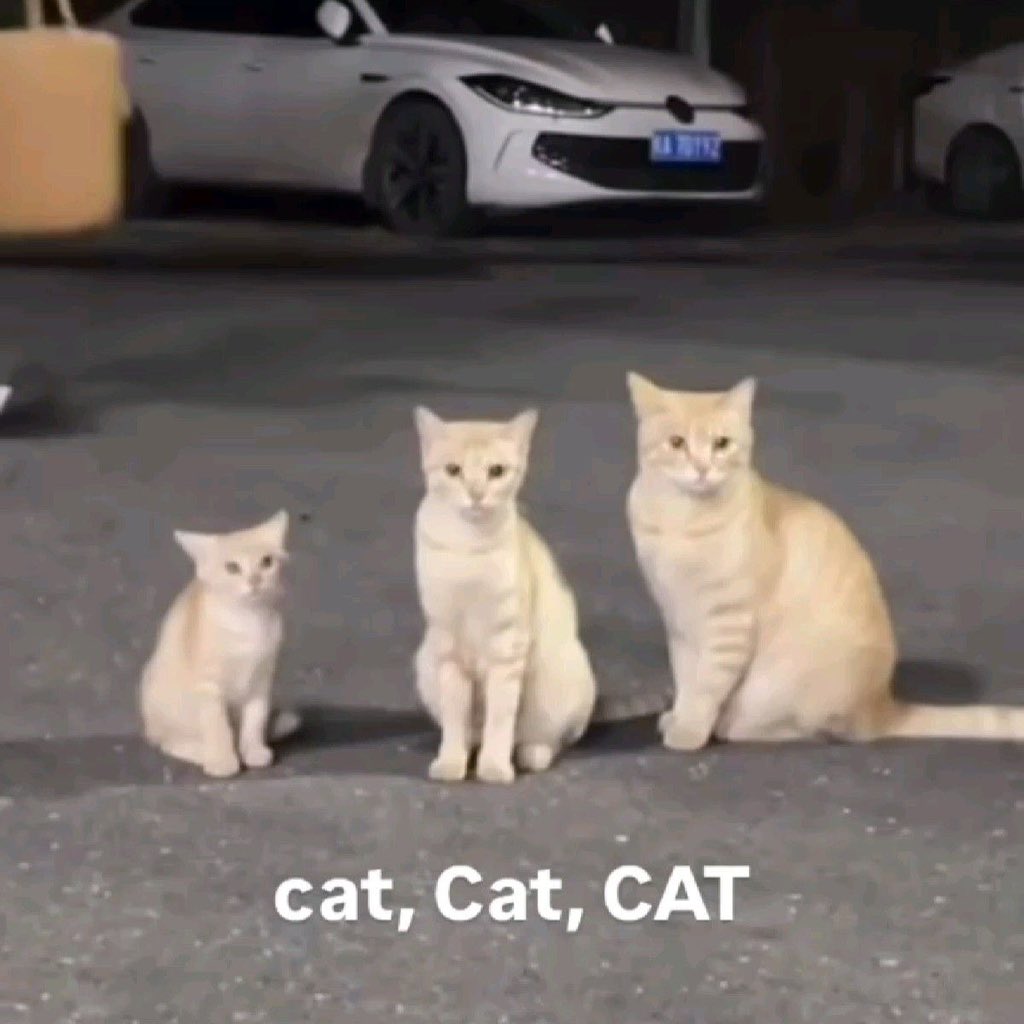 No Cats No Life tweet media