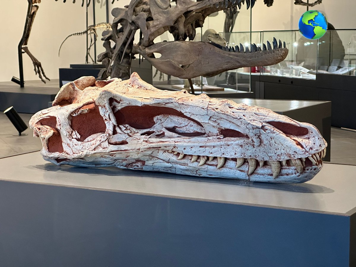 2024年の三笠、2025年の福井、そして御船の常設に続いてアリオラムスとも遭遇
最近の系統解析で奥のリトロナクスよりも派生的な配置になりましたね