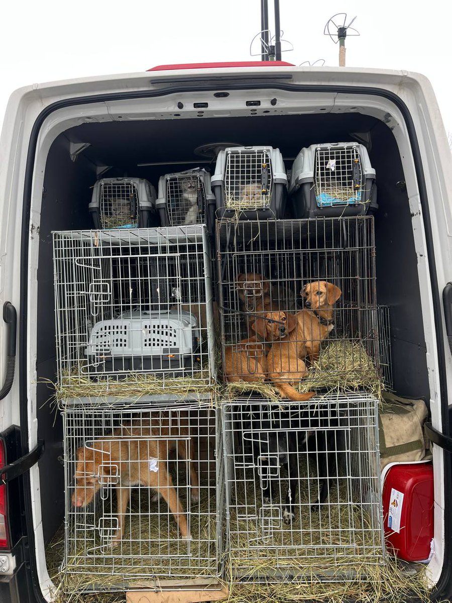 How many dogs did you count in the carousel? 🤔

However many you saw, there are actually 22 — in the chaos of evacuation, it’s not always possible to capture them all on camera. We evacuated these animals from Donetsk region. There hasn’t been a single safe place left there for