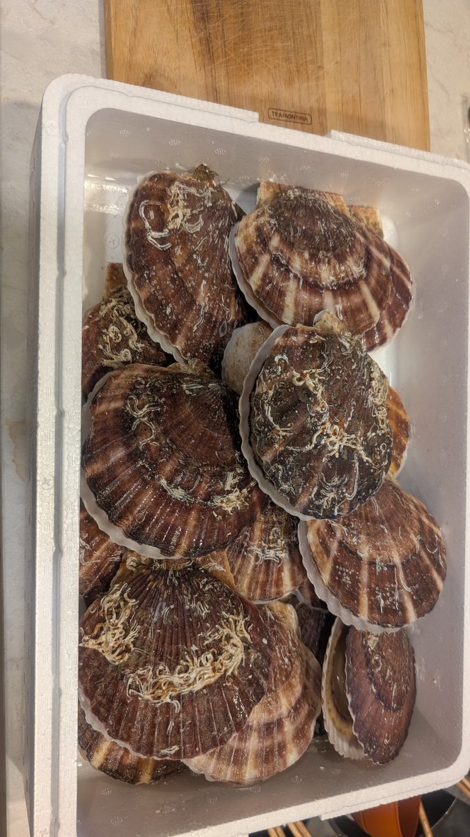 保立 馨（Kaoru Hotate） tweet media