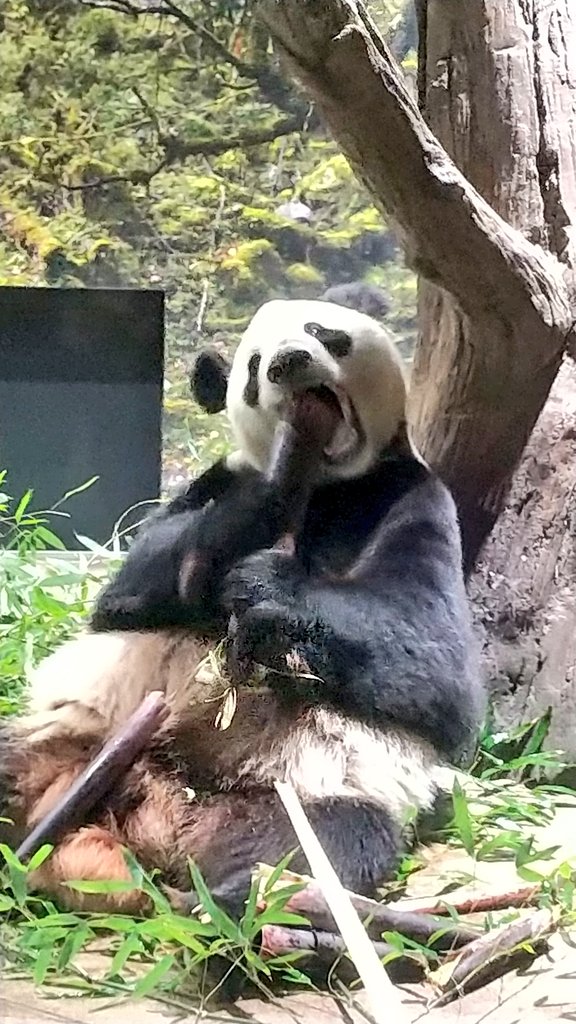 ちゃた tweet media