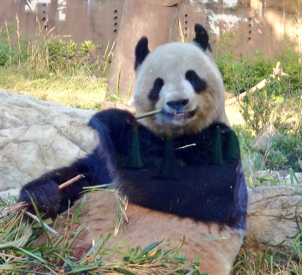 ちゃた tweet media