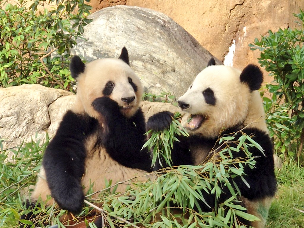 ちゃた tweet media