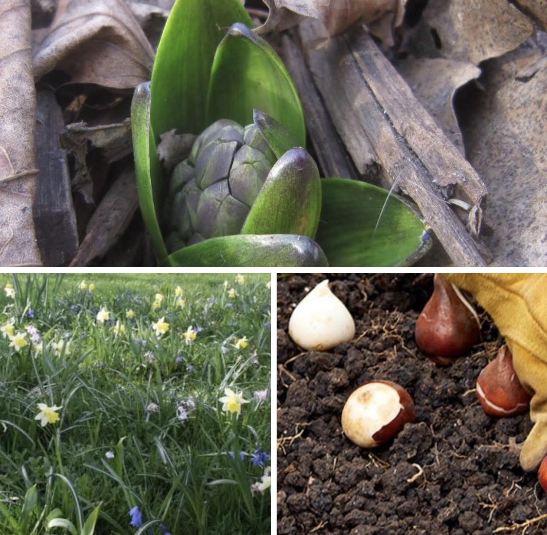 Lincoln_Retreat's tweet image. Last of spring bulbs planted some have started to bloom 💐 
Love spring @retreat
#springiscoming #springvibes #springholiday #SpringReady