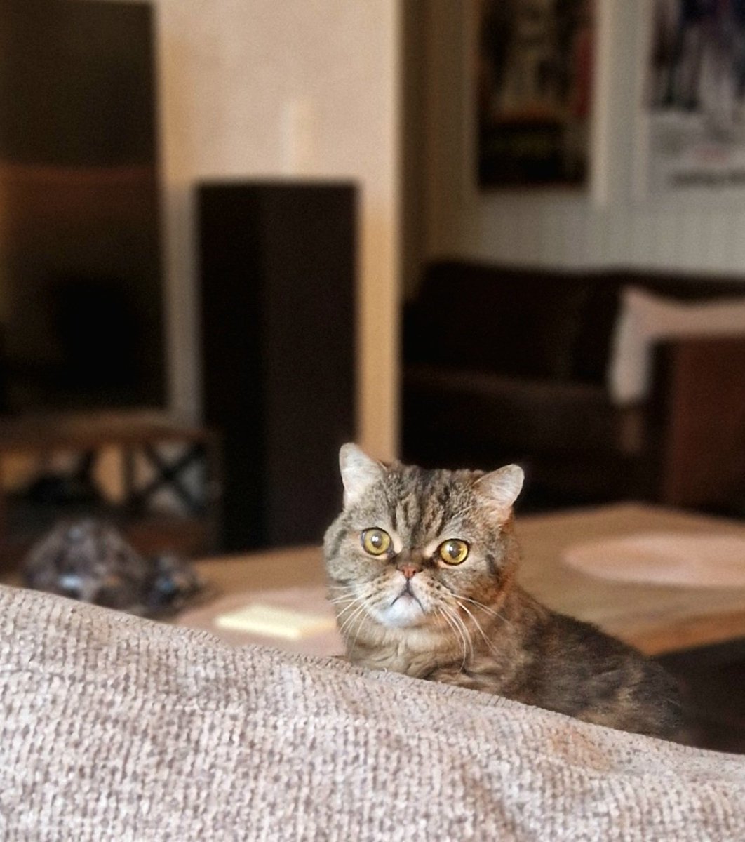 NorthernFrom's tweet image. И вам доброе утро, сони. 😺