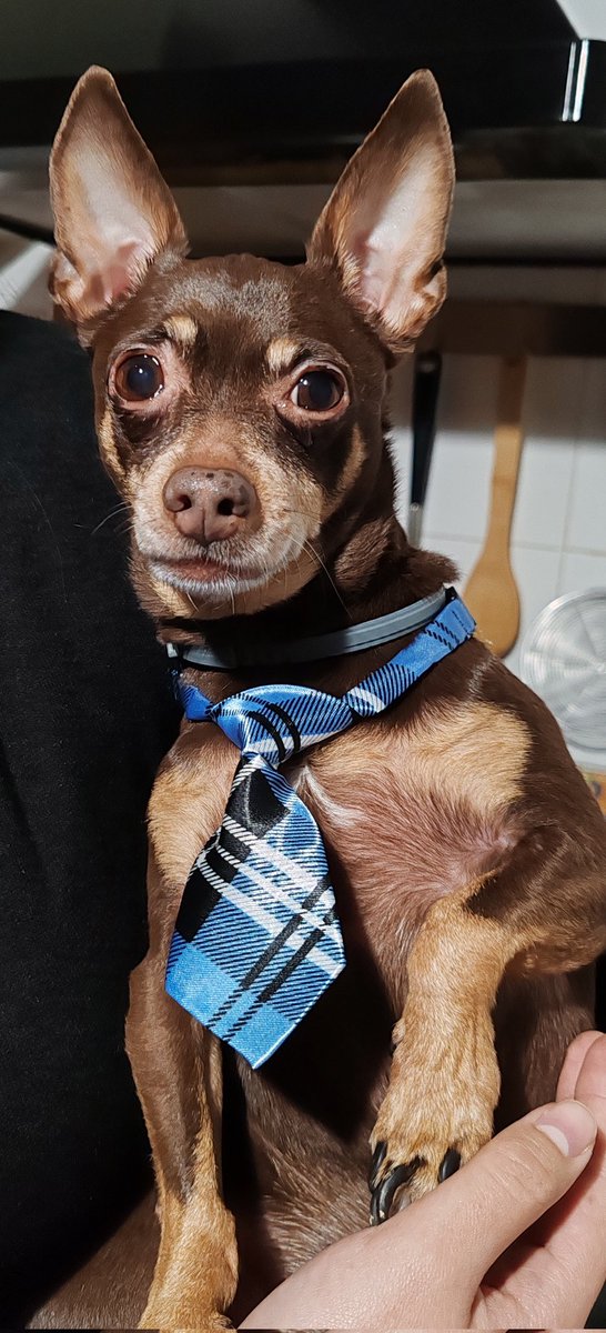 El Botín del Panda 💰🐼🧡 tweet media