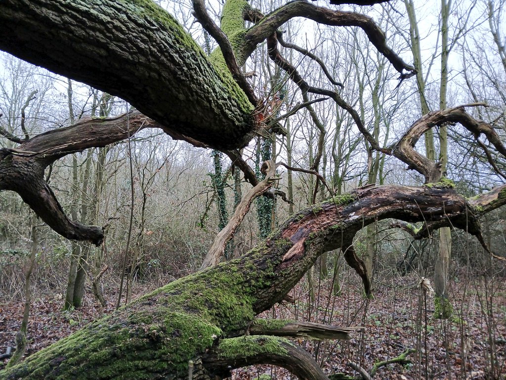 Psychojographer tweet media