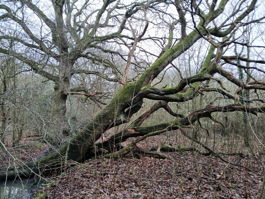 Psychojographer tweet media