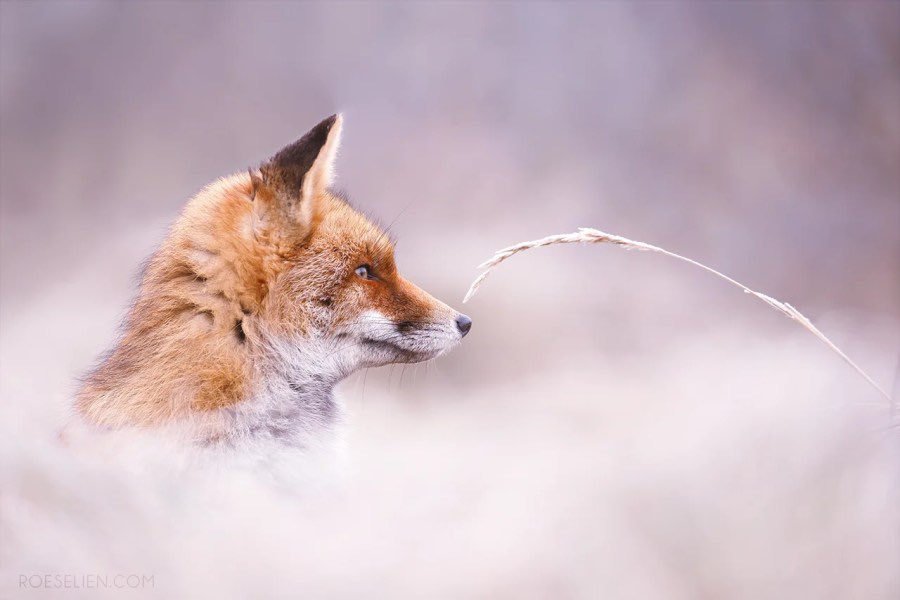 PROTECT ALL WILDLIFE tweet media