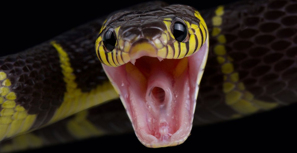 Nig_Farmer's tweet photo. Snakes has been topical since yesterday and RiP to the lady who lost her life due to snake bite.

But what's scary about snakes? Why do we avoid them at all cost?

People fear snakes because they move without legs, appear without warning, and vanish just as fast - but what makes them truly unsettling is not how they look, it’s how advanced they are.

• Snakes don’t have eyelids. They see through a clear scale called a spectacle, which is why their stare feels unblinking. Snake no dey blink! 

• They smell with their tongues. Every flick collects chemical signals and delivers them to a special organ in the roof of the mouth. That's why their tongue dey come out.

• Some snakes can sense body heat, allowing them to strike prey accurately in complete darkness. God Abeg!

• A snake’s jaw can unhinge and spread apart, letting it swallow prey much wider than its head. God dey create.

• After swallowing large prey, a snake’s organs temporarily shift position to make space inside the body. 😰

• Not all snakes lay eggs — many give birth to live young, including some common African species.

• Snakes can survive months without food after a large meal because their metabolism slows dramatically.

• Their skin is not slimy; it is dry and smooth, and they shed it whole as they grow.

• Some snakes can play dead when threatened, flipping onto their backs and releasing a foul smell. I'm not familiar with this game!

• Certain snakes can strike in less than a tenth of a second, faster than the human blink. New fear unlocked 

• Snake venom is being used to develop medicines for blood pressure, heart disease, and pain control.

• Snakes help control rodents around farms, indirectly protecting crops and stored grains. No we can protect our crops ourselves. We don't need snake to do it for us 😁

• Even venomous snakes usually avoid humans and only bite when stepped on, cornered, or threatened - This one na lie. Dem dey bite unprovoked.

• A snake’s backbone contains hundreds of vertebrae, giving it extreme flexibility and strength.

• Some snakes can recognize regular human activity patterns and adjust their movement times to avoid people.

As much as it's good to know about these beautiful & scary snake facts... Anytime you see snake bro run!

Let's keep our environment clean & tidy

Happy Sunday to you 
Lanre NaijaFarmer