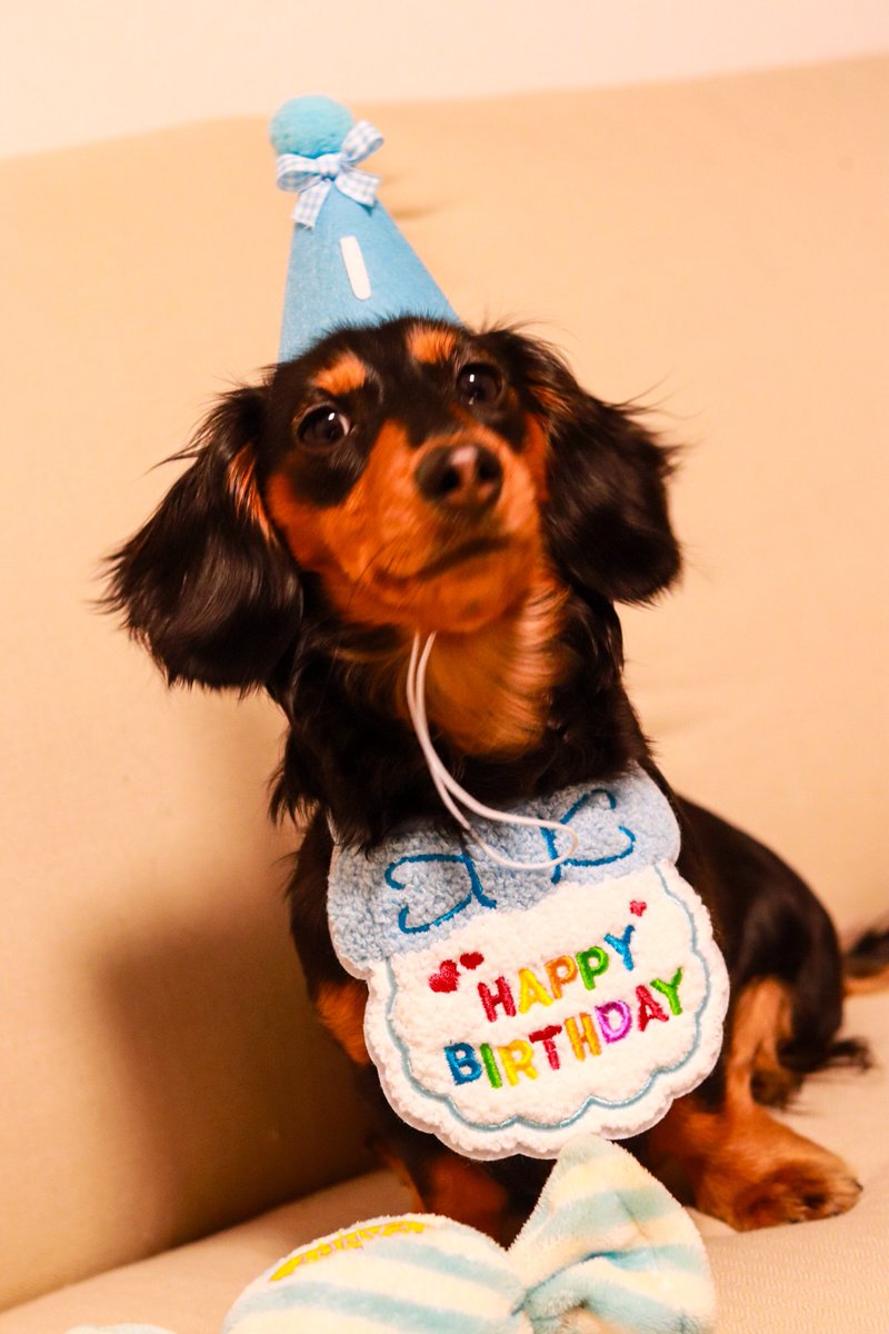 1歳になりましたどやぁって表情してるw