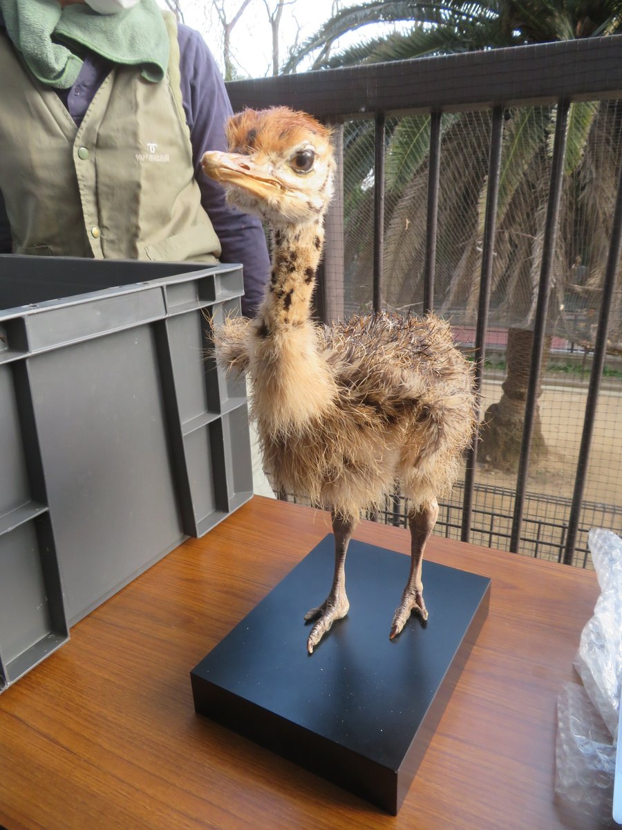 ダチョウページ 2/2は ＃世界ダチョウの日 ということでダチョウガイドに参加 ダチョウ