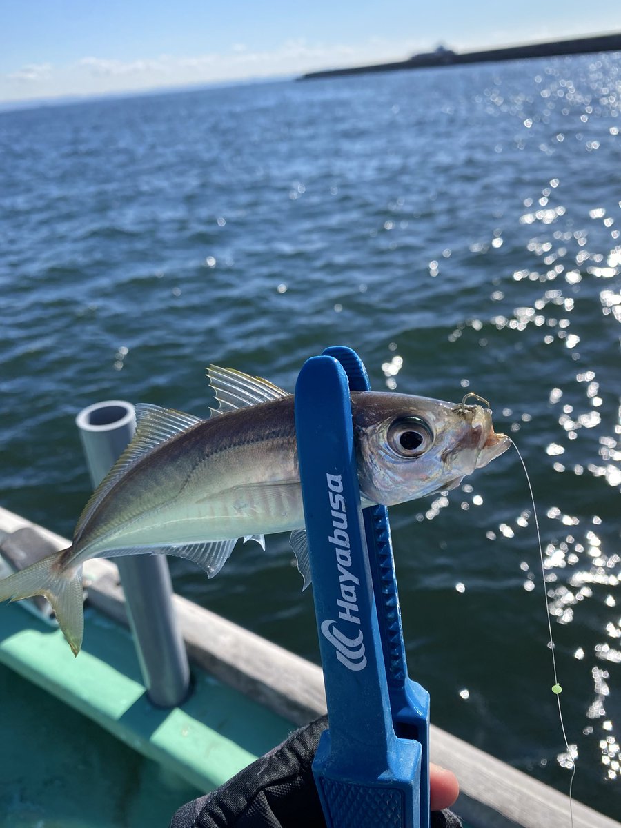 江戸前釣り大会は、参加直前にバチコンができると知り、バチコンの方が大きい魚釣れるんじゃない？という安易な考えからバチコンをやることに🐟
可愛いサイズがぽつりぽつり...最後エサ釣りでも可愛いサイズ...
良いサイズのアジは釣れなかった😭
でも、アジは美味しいから良し！