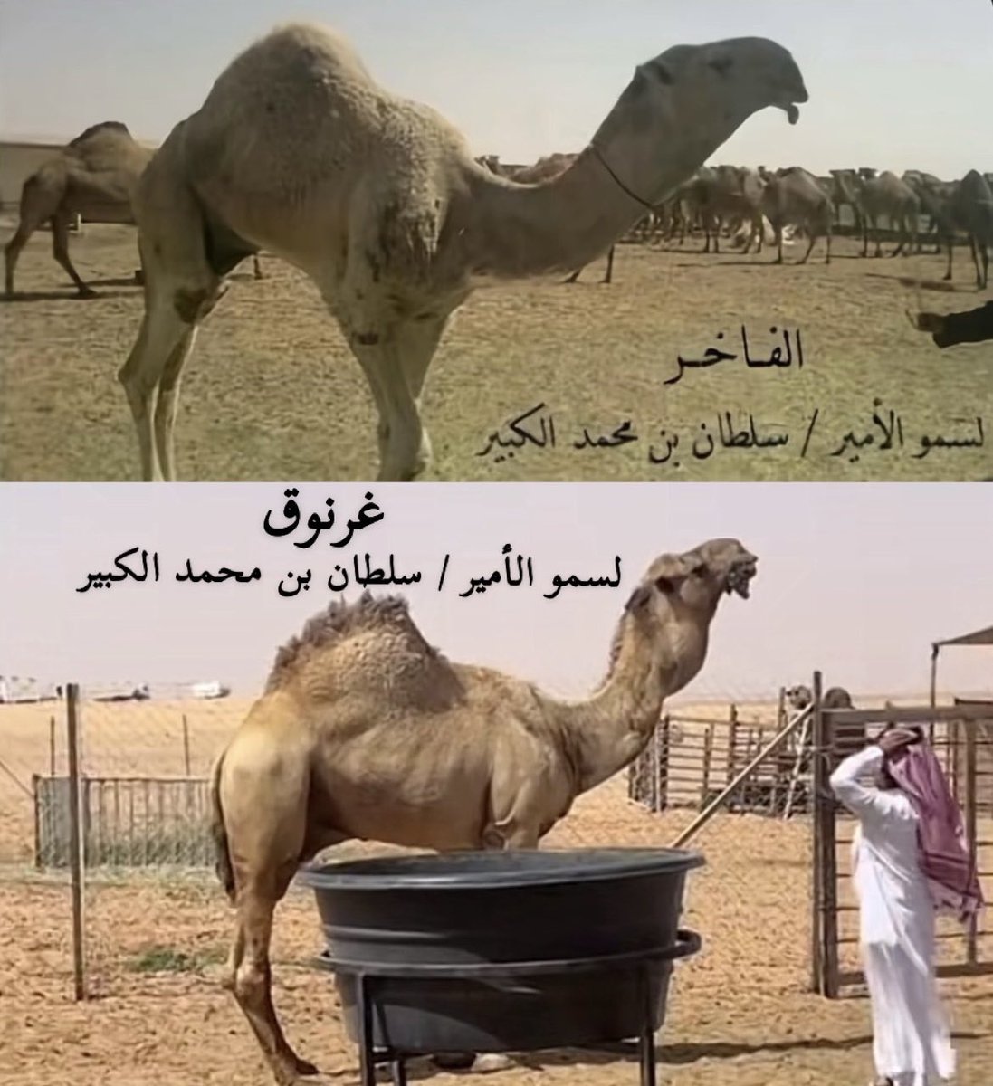 raei_alshadaad's tweet photo. حمد بن جفران وكيل رعايا سمو الأمير 
سلطان بن محمد الكبير : 
يؤكد ان بعير ابن رخيص الشمالي انه ولد الفاخر وينفي انه ولد غرنوق 
حتى نواف ابن رخيص لا يعرف ان اصل الشمالي انكان على غرنوق ام على الفاخر
بصراحة الشبة بين الشمالي و الزايدي كبير 
وهذا شيء يؤكد كلام ابن جفران @Alshadaad1 https://t.co/whuWjsAJ8e