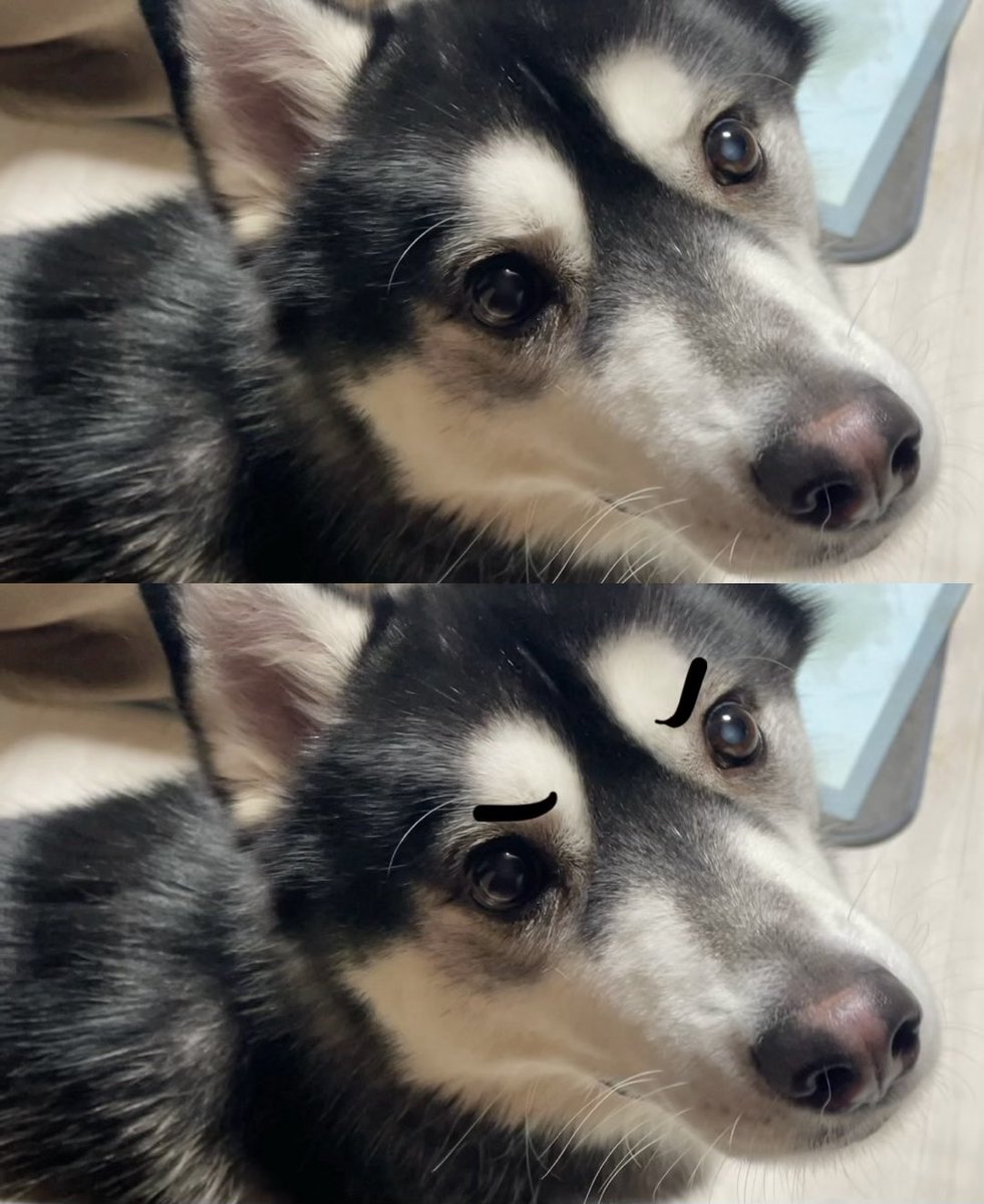 おとび💥シベリアンハスキー🐺(ｶｲﾇｼ:ﾅﾙｺ) (@husky_Oto) / Posts / X