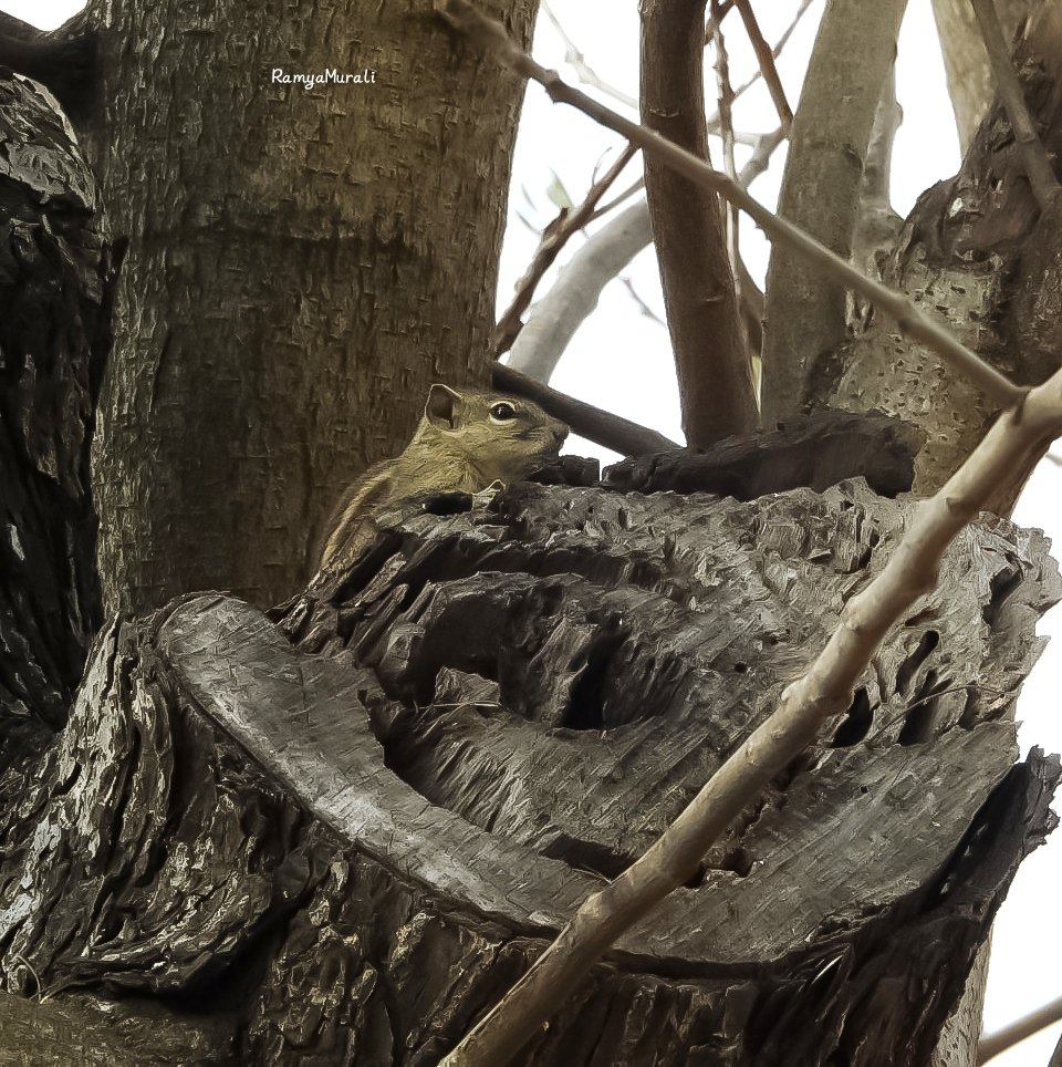 Can you spot me..!

Show me your well hidden photos.