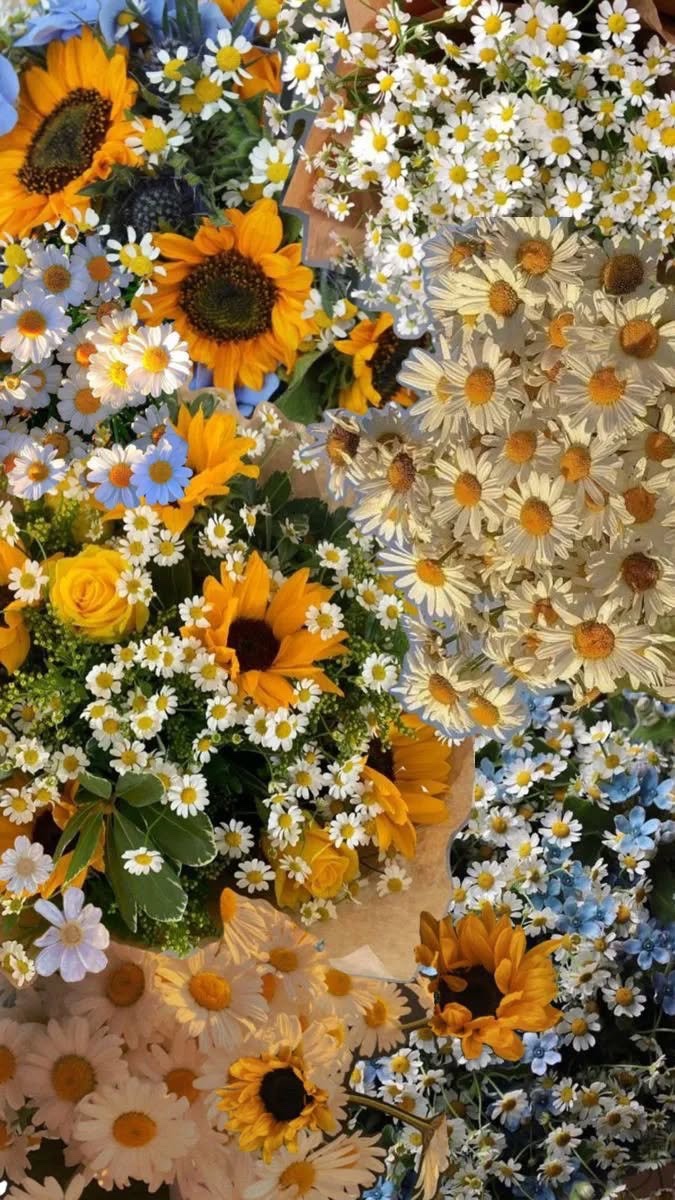 sunflowerchives's tweet image. Daisy and sunflower!🌻🌼