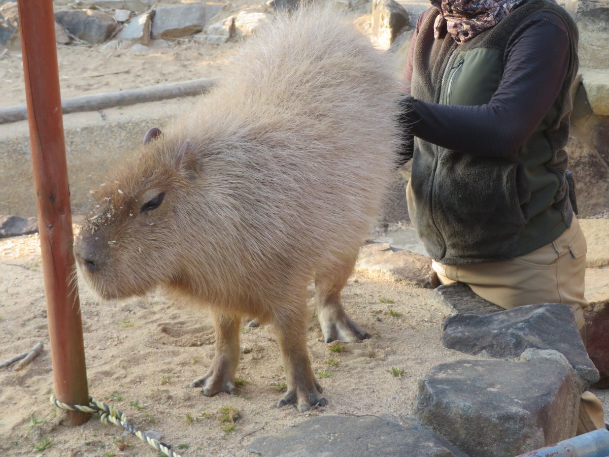 けろけろ (@capyanimal) / Posts / X