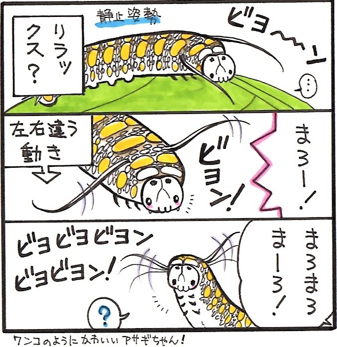 わさび@ちょうちょまんが家 tweet media