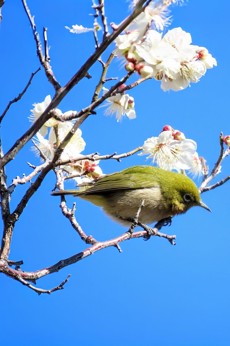 minodenchu's tweet photo. 「梅にメジロ」 ＃野鳥 https://t.co/ufemW9Eelm