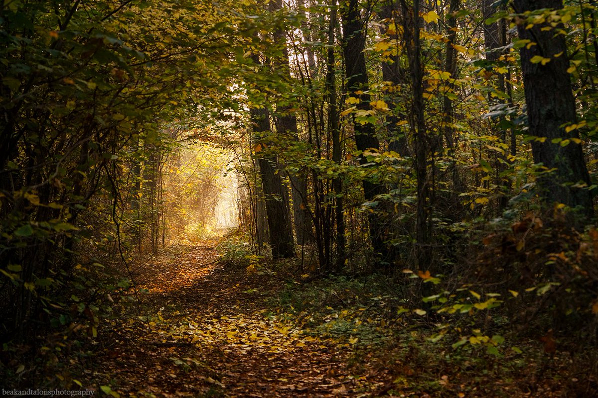 Josefine tweet media