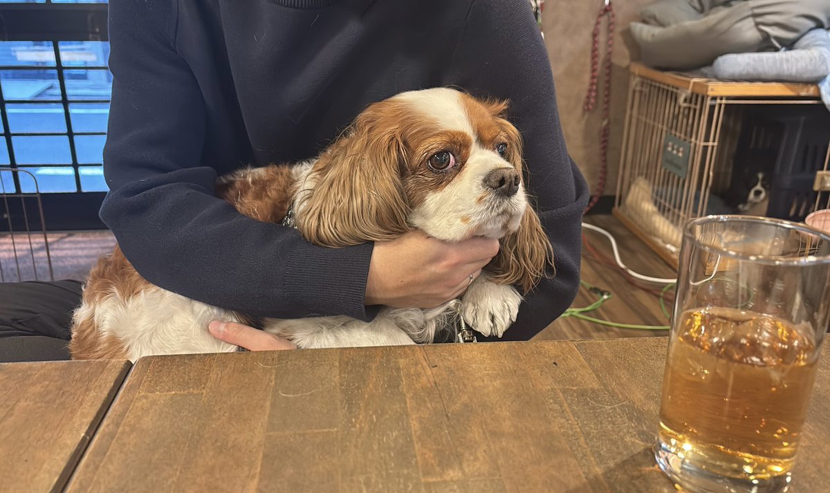 misa_cavalier's tweet photo. 今日の串銀蔵🐶🐶
とってもかわいい素敵なクリアファイルをいただきました✨
ありがとうございます🤍 https://t.co/3AmS6McjiG