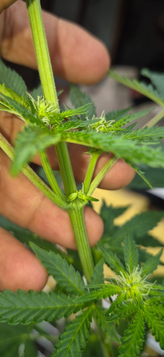 É raro mais acontece 🙈🙈🔪🔪