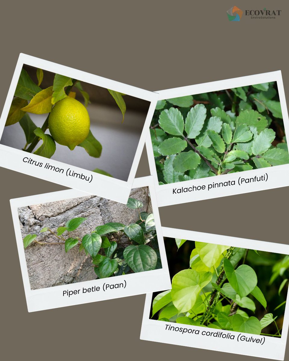 ecovrat's tweet photo. Thinking of creating a herbal garden in your backyard?
These easy-to-grow plants are perfect for beginners and a great way to begin your green journey. With minimal care and maximum benefits, you can grow your own healing garden right at home.
Stay tuned to know more! https://t.co/capGdHnUYE