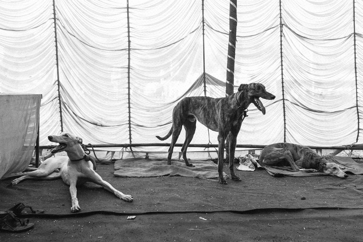 wildlifegiri's tweet photo. QP or Share your #StandoutSunday pics π
GreyhoundS chilling in the shade π #theme_pic_India #SundayMorning https://t.co/kwfcTOKd2M
