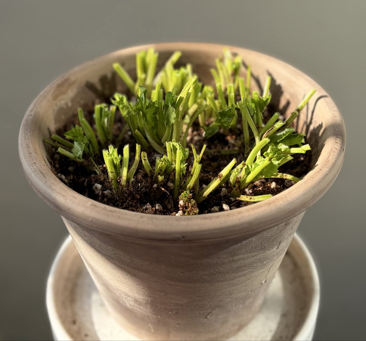 냉장고에서 시들어 가던 고수를 다듬어 뿌리는 화분에 심었다. 꽃이 예쁘던데 잘 키워봐야지. 저녁은 고수 파스타🍽️