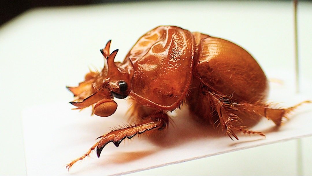 Bug's collector (@CollectorBugs) / Posts and Replies / X